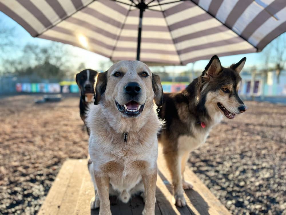 Dog daycare at K9 Activity Club in Santa Rosa, CA