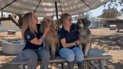 Happy dogs playing at K9 Activity Club in Santa Rosa, CA